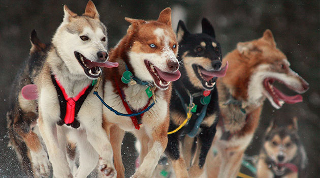 Iditarod Trail Sled Dog Race